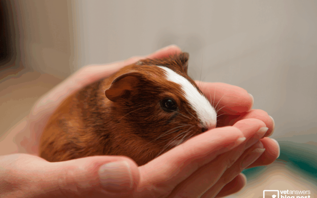 Beyond Dogs: Exploring the Expanding Role of CBD in Veterinary Medicine